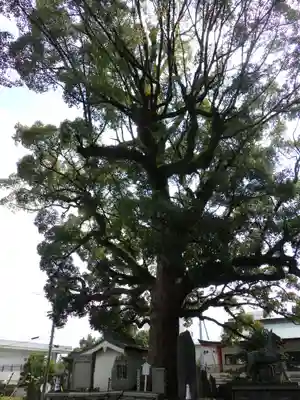 津田八幡神社の自然