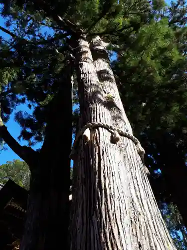 三峯神社の自然