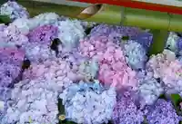 鶴岡八幡宮(神奈川県)