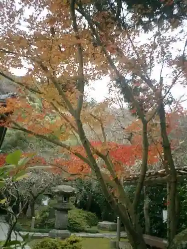 安國論寺(安国論寺)の自然