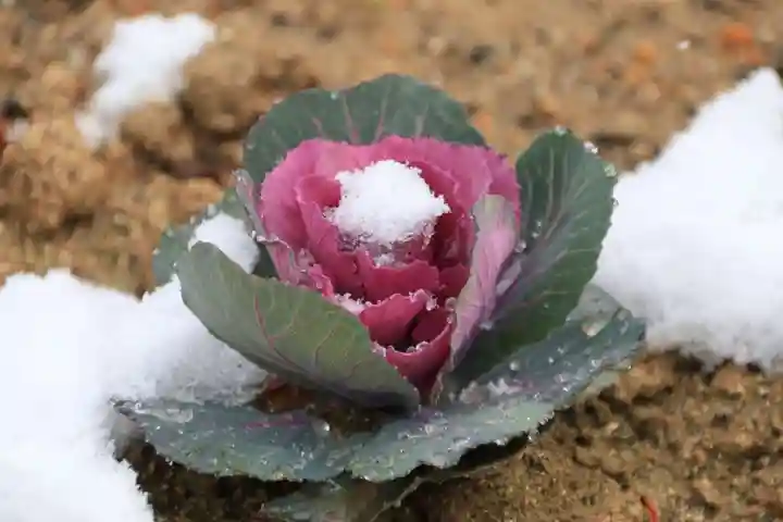 大鏑神社の自然