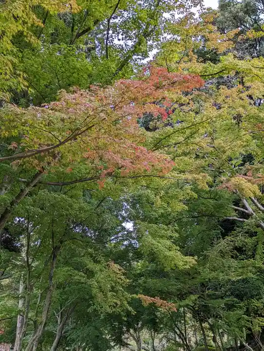 醍醐寺(京都府)