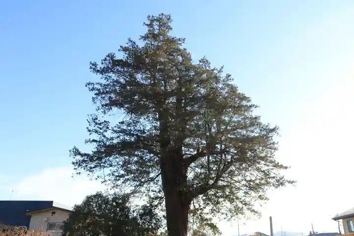 豊景神社の自然