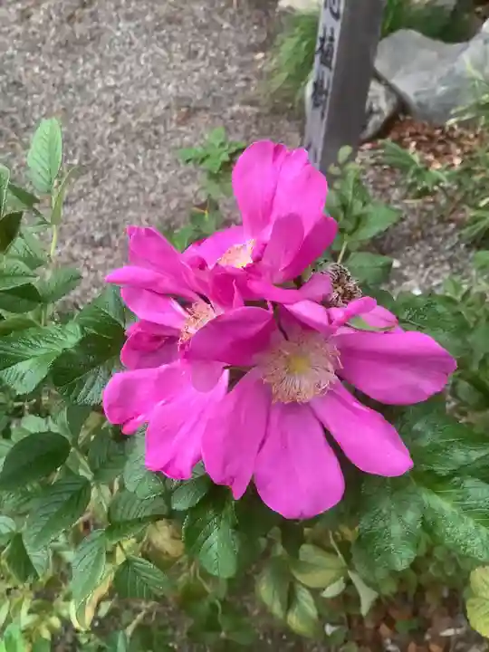 萱津神社の自然