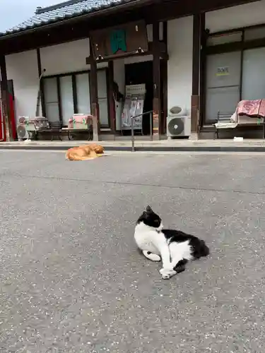 御誕生寺（猫寺）(福井県)