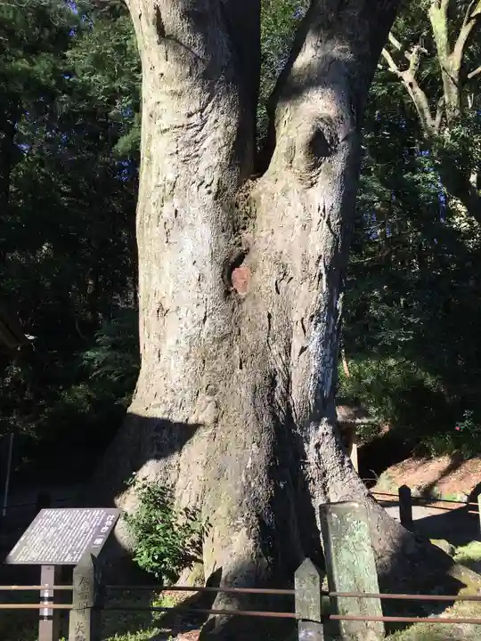 下野八幡大神社の自然