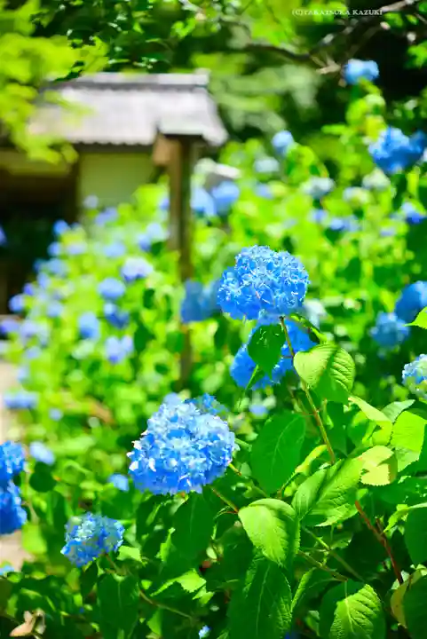 明月院(神奈川県)