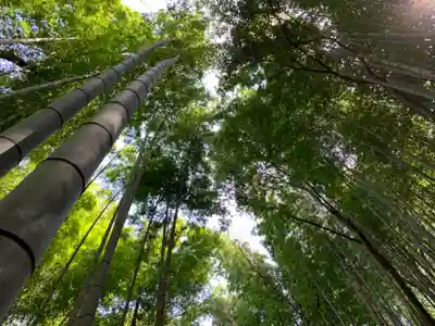 熊野神社の自然