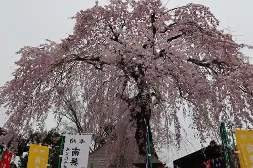 西光寺の自然