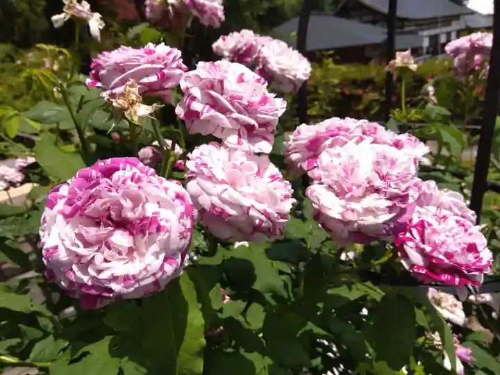 大安禅寺(福井県)