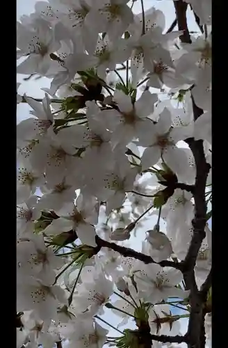 寛永寺(根本中堂)の{uncategorized: "未分類", other: "その他", undefined: "問題あり", building: "その他建物", grave: "お墓", sacred_gate: "鳥居", guardian: "狛犬", statue: "像", buddha: "仏像", history: "歴史", nature: "自然", garden: "庭園", animal: "動物", pagoda: "塔", temizu: "手水舎", mountain_gate: "山門・神門", sanctuary: "本殿・本堂", subordinate: "末社・摂社", art: "芸術", scenery: "景色", jizo: "地蔵", ema: "絵馬", goshuin: "御朱印", omikuji: "おみくじ", items: "授与品その他", amulet: "お守り", goshuincho: "御朱印帳", eats: "食事", festival: "お祭り", votive_dance: "神楽", shichigosan: "七五三参", wedding: "結婚式", experience: "体験その他", initially: "初詣", around: "周辺", anti_infection: "感染症対策"}