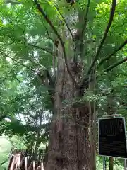 王子神社の自然