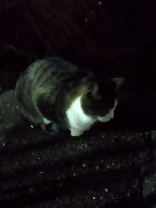 伏見稲荷大社 奥社奉拝所(京都府)