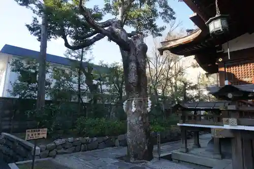 大将軍八神社の自然