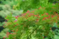 大寧寺(山口県)