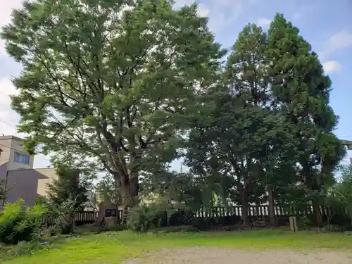 大木白山社の自然