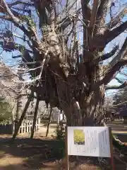 西蓮寺の建物その他