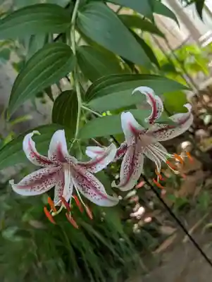 徳持神社(東京都)