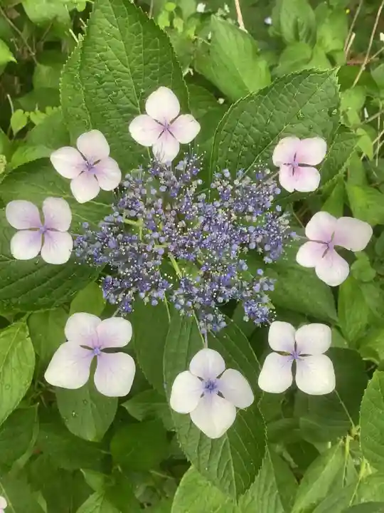 清洲山王宮 日吉神社の自然