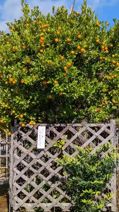 二尊院(京都府)