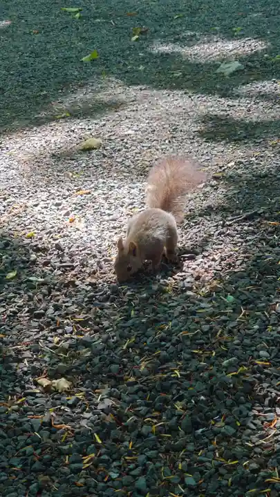 相馬神社の動物