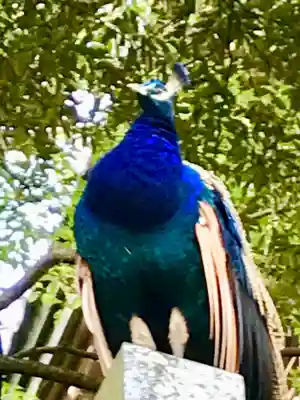 楽法寺(雨引観音)の仏像