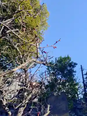 布多天神社(東京都)