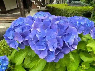 大蔵院(群馬県)