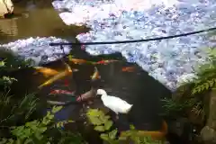 楽法寺（雨引観音）の動物