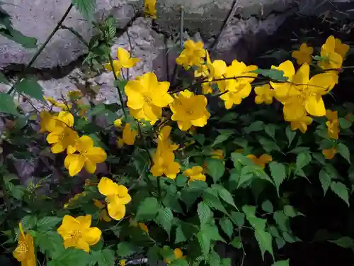 小野八幡神社の自然
