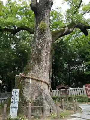 伊弉諾神宮(兵庫県)