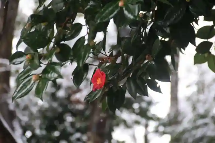 阿久津「田村神社」(郡山市阿久津町)旧社名:伊豆箱根三嶋三社の自然