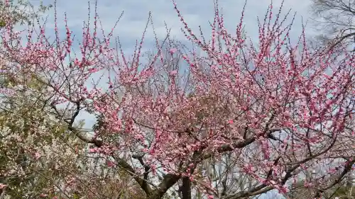 北野天満宮の庭園