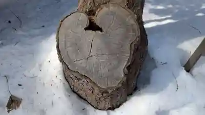 大谷地神社の自然