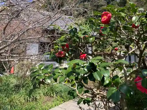 来迎寺（西御門）の自然