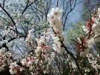 北海道神宮の自然