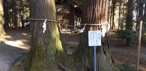 間々田八幡宮の自然