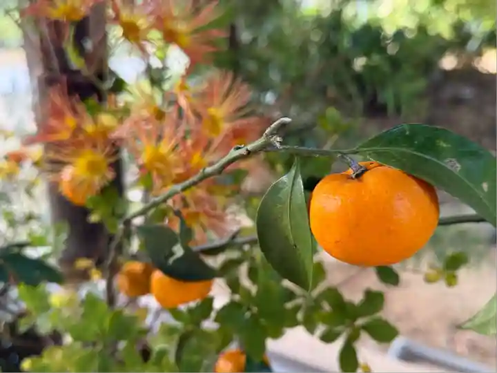 赤坂氷川神社(東京都)