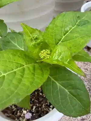 十日恵比須神社(福岡県)