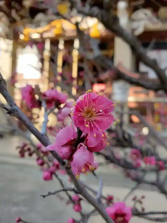 諏訪神社の自然