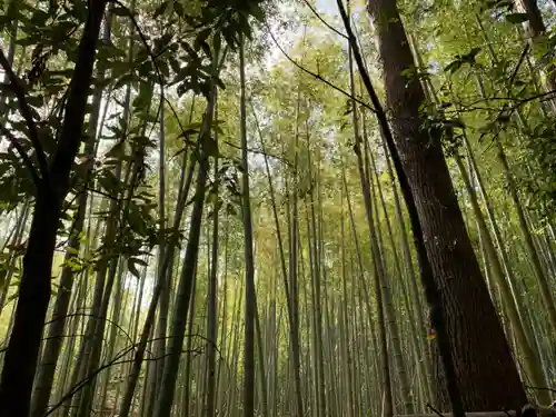 大國主神社の自然