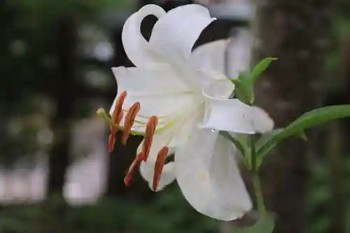 開成山大神宮の自然