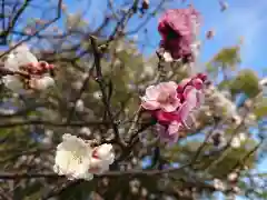 岡崎天満宮の自然