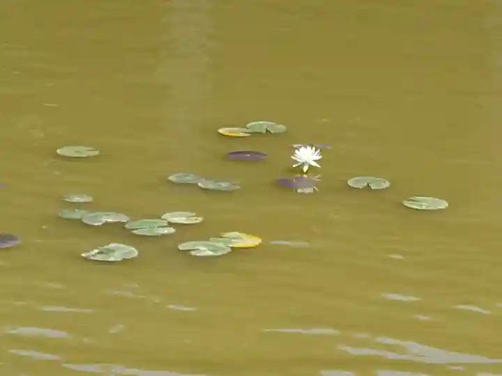 丹生都比売神社の自然