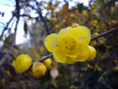 板倉雷電神社の自然