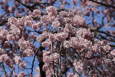 愛宕神社の自然