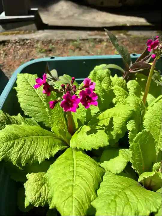 岩戸別神社(栃木県)