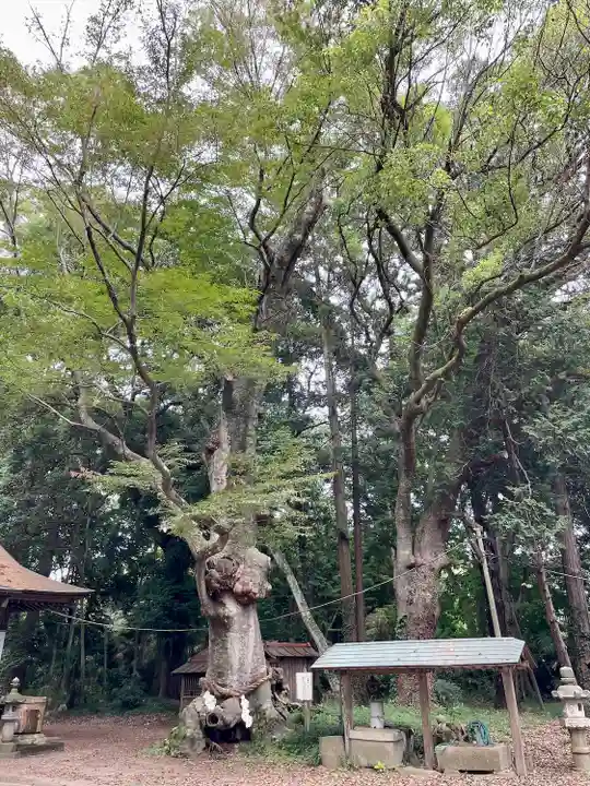 中村八幡宮(栃木県)