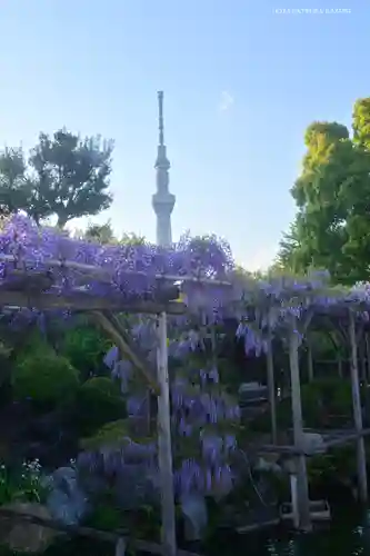 亀戸天神社の庭園