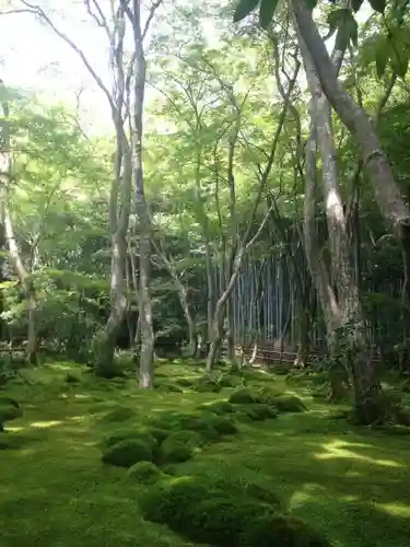 祇王寺の庭園